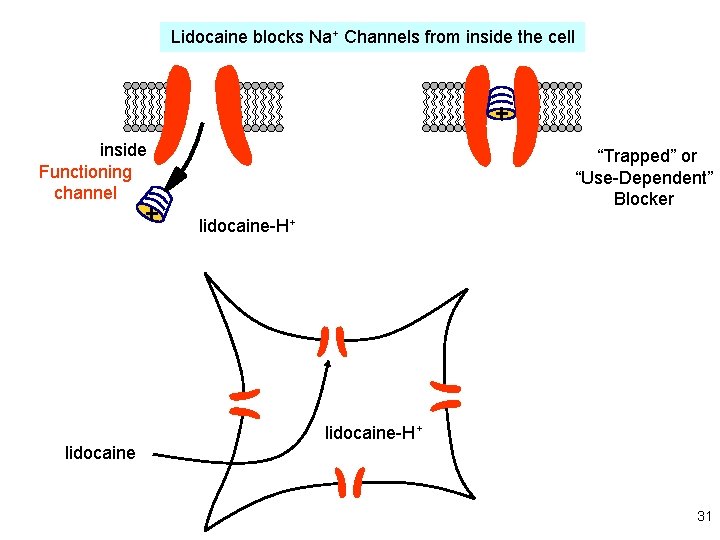 Lidocaine blocks Na+ Channels from inside the cell inside Functioning channel “Trapped” or “Use-Dependent”