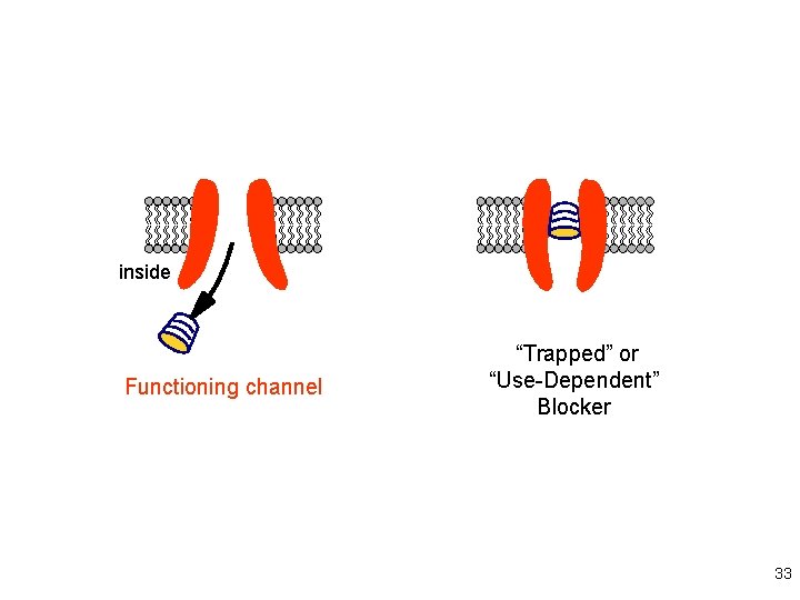 inside Functioning channel “Trapped” or “Use-Dependent” Blocker 33 