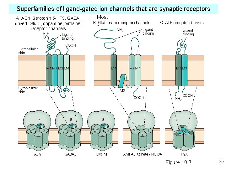 Superfamilies of ligand-gated ion channels that are synaptic receptors A. ACh, Serotonin 5 -HT