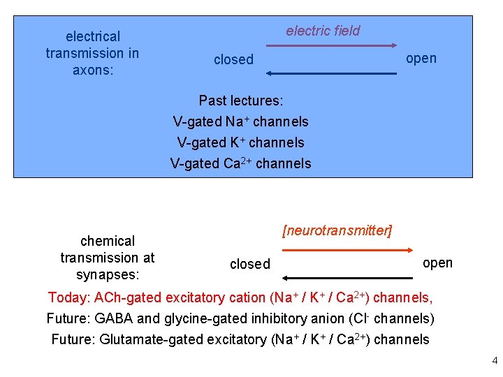 electrical transmission in axons: electric field open closed Past lectures: V-gated Na+ channels V-gated