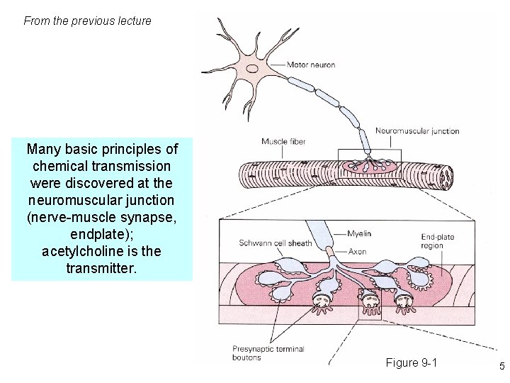 From the previous lecture Many basic principles of chemical transmission were discovered at the