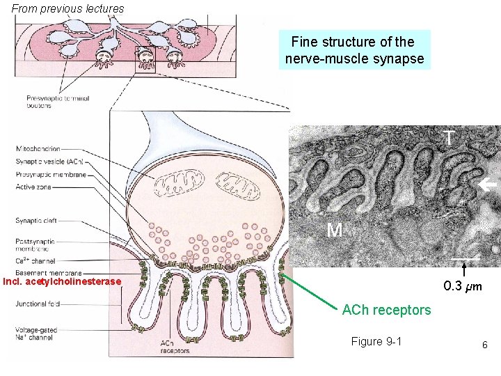 From previous lectures Fine structure of the nerve-muscle synapse Incl. acetylcholinesterase 0. 3 µm