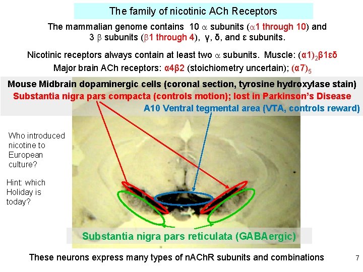 The family of nicotinic ACh Receptors The mammalian genome contains 10 subunits ( 1