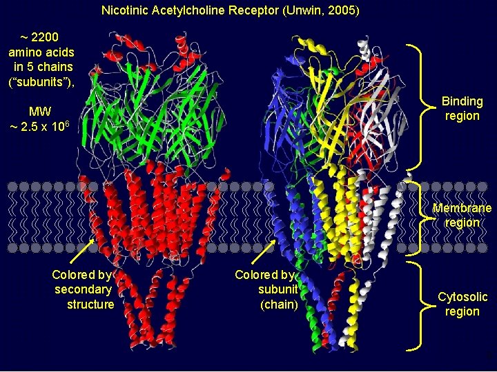 Nicotinic Acetylcholine Receptor (Unwin, 2005) ~ 2200 amino acids in 5 chains (“subunits”), Binding