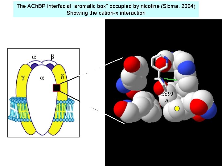 The ACh. BP interfacial “aromatic box” occupied by nicotine (Sixma, 2004) Showing the cation-p