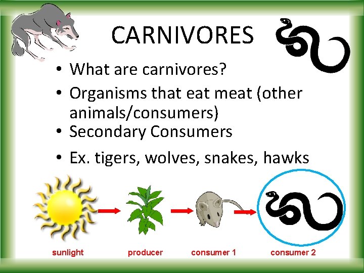 CARNIVORES • What are carnivores? • Organisms that eat meat (other animals/consumers) • Secondary