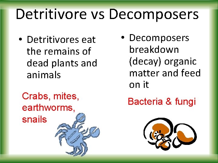Detritivore vs Decomposers • Detritivores eat the remains of dead plants and animals Crabs,