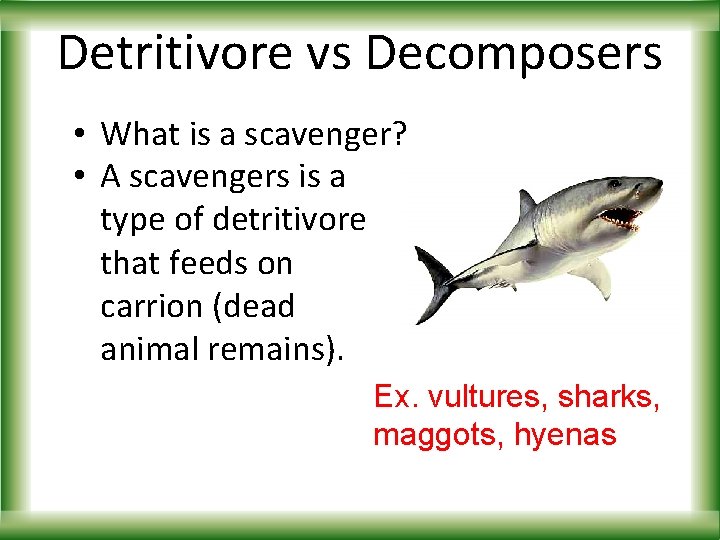 Detritivore vs Decomposers • What is a scavenger? • A scavengers is a type