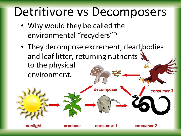 Detritivore vs Decomposers • Why would they be called the environmental “recyclers”? • They