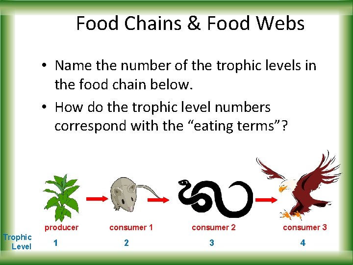 Food Chains & Food Webs • Name the number of the trophic levels in