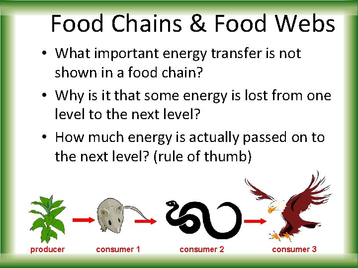 Food Chains & Food Webs • What important energy transfer is not shown in