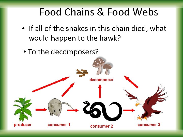 Food Chains & Food Webs • If all of the snakes in this chain