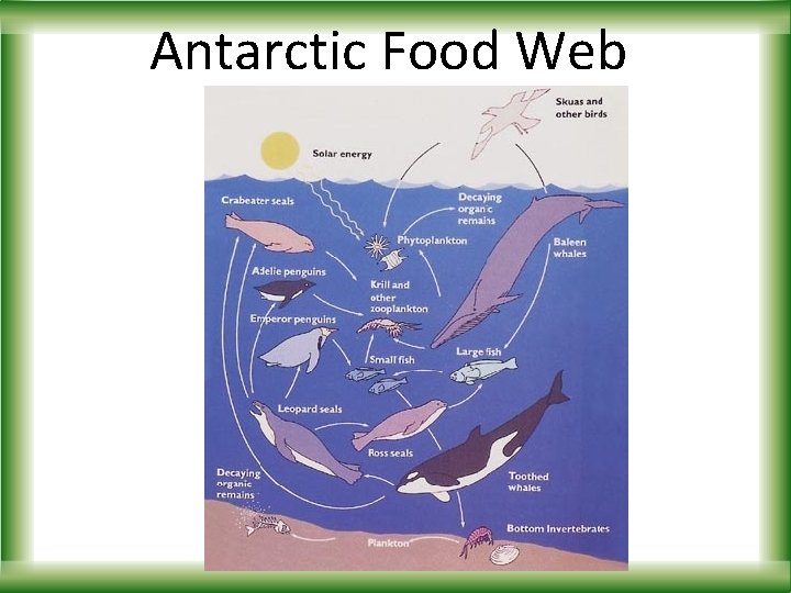 Antarctic Food Web 