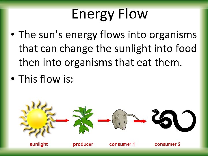 Energy Flow • The sun’s energy flows into organisms that can change the sunlight
