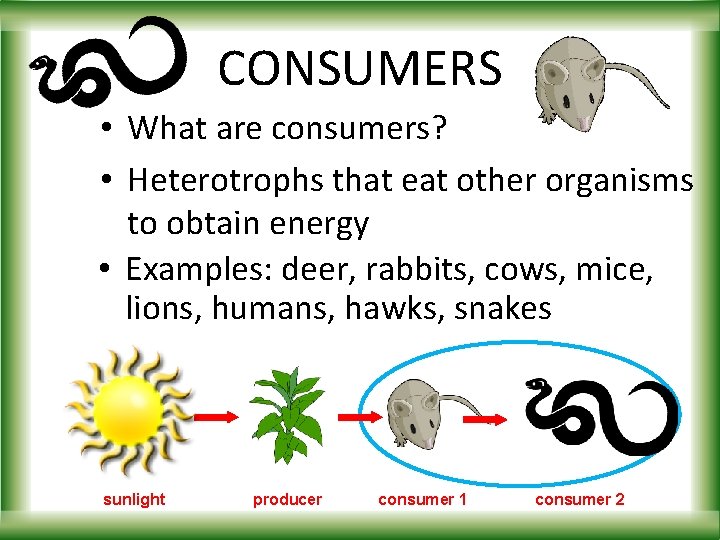CONSUMERS • What are consumers? • Heterotrophs that eat other organisms to obtain energy