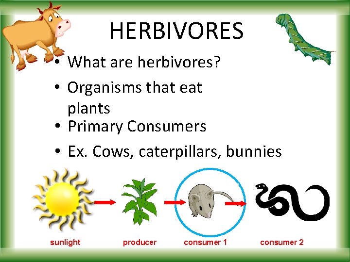 HERBIVORES • What are herbivores? • Organisms that eat plants • Primary Consumers •