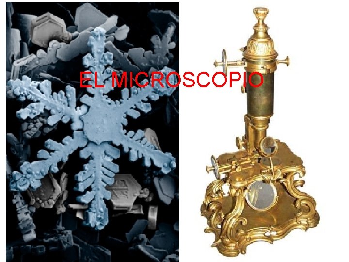 EL MICROSCOPIO EL MICROSCOPIO