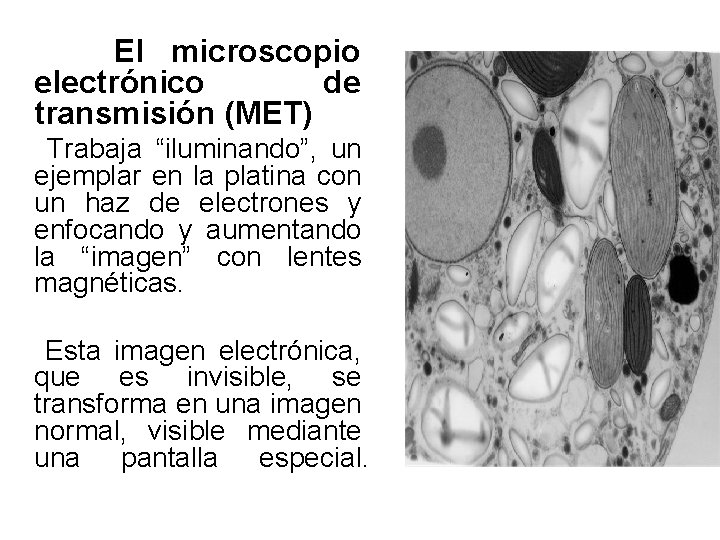 El microscopio electrónico de transmisión (MET) Trabaja “iluminando”, un ejemplar en la platina El microscopio electrónico de transmisión (MET) Trabaja “iluminando”, un ejemplar en la platina