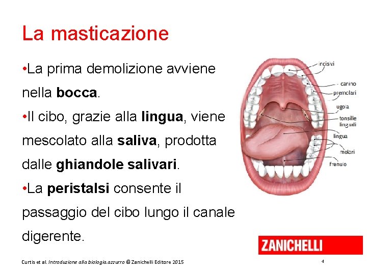 La masticazione • La prima demolizione avviene nella bocca. • Il cibo, grazie alla