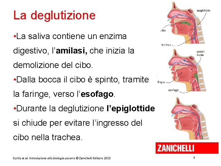 La deglutizione • La saliva contiene un enzima digestivo, l’amilasi, che inizia la demolizione La deglutizione • La saliva contiene un enzima digestivo, l’amilasi, che inizia la demolizione