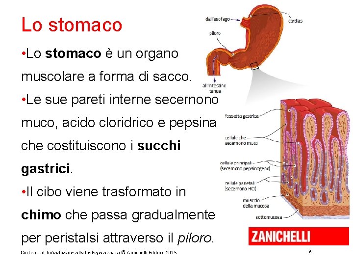 Lo stomaco • Lo stomaco è un organo muscolare a forma di sacco. •