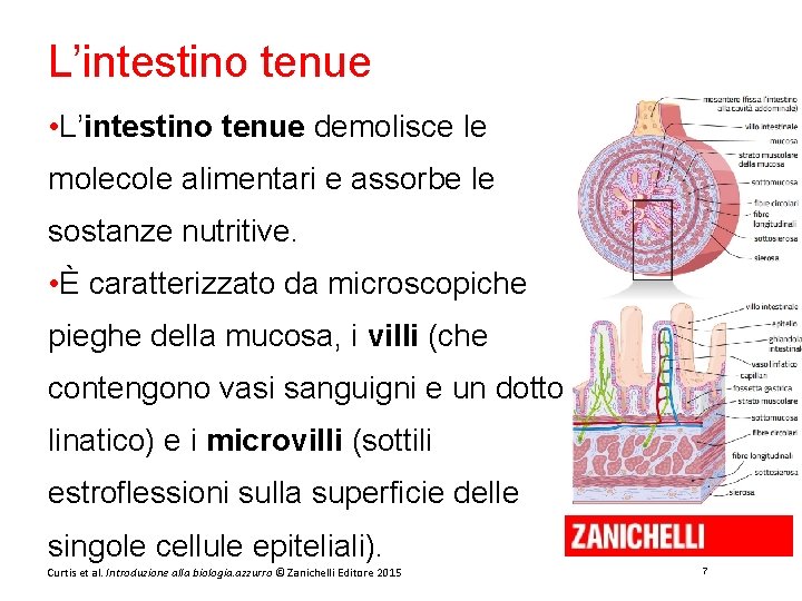 L’intestino tenue • L’intestino tenue demolisce le molecole alimentari e assorbe le sostanze nutritive.