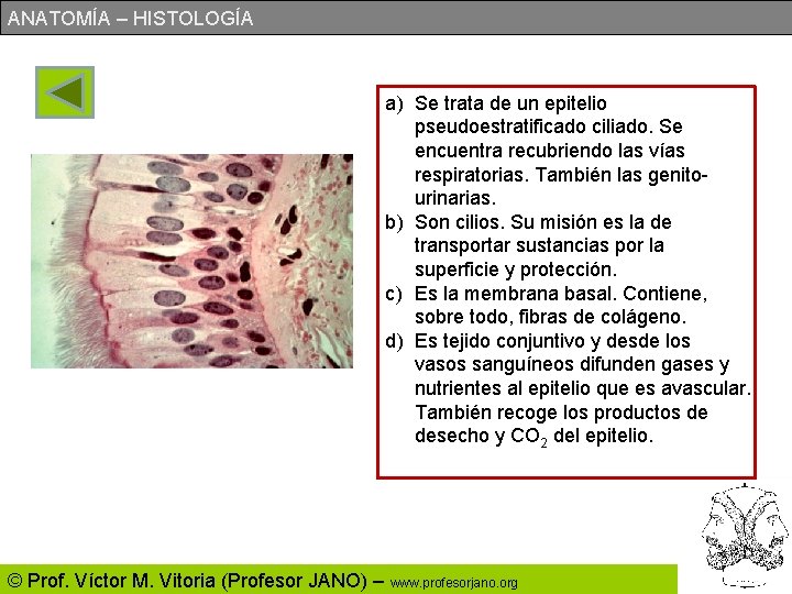 ANATOMÍA – HISTOLOGÍA a) Se trata de un epitelio pseudoestratificado ciliado. Se encuentra recubriendo