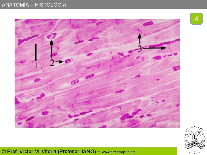 ANATOMÍA – HISTOLOGÍA 4 © Prof. Víctor M. Vitoria (Profesor JANO) – www. profesorjano.