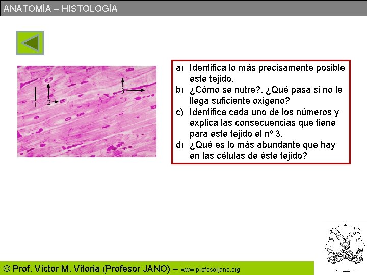 ANATOMÍA – HISTOLOGÍA a) Identifica lo más precisamente posible este tejido. b) ¿Cómo se