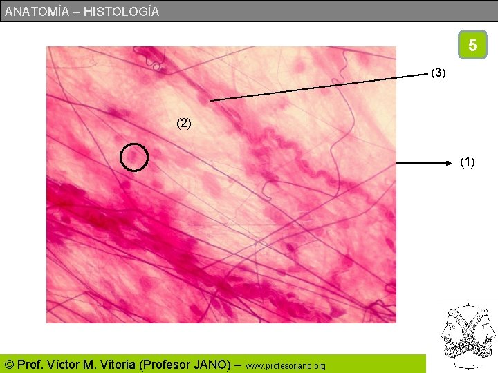 ANATOMÍA – HISTOLOGÍA 5 (3) (2) (1) © Prof. Víctor M. Vitoria (Profesor JANO)