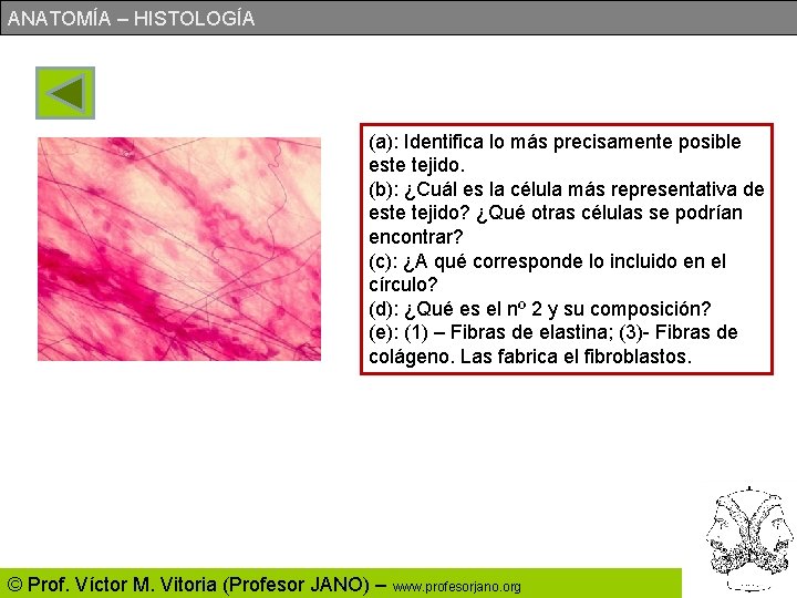 ANATOMÍA – HISTOLOGÍA (a): Identifica lo más precisamente posible este tejido. (b): ¿Cuál es