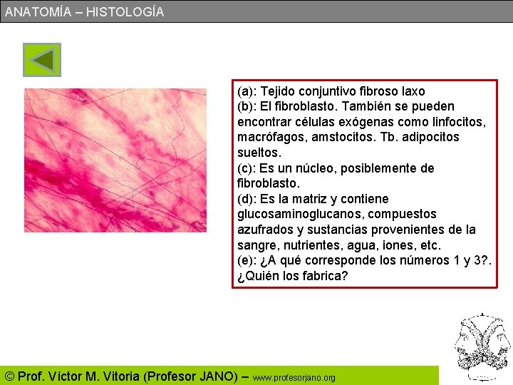 ANATOMÍA – HISTOLOGÍA (a): Tejido conjuntivo fibroso laxo (b): El fibroblasto. También se pueden