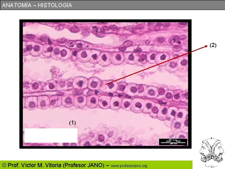 ANATOMÍA – HISTOLOGÍA (2) (1) © Prof. Víctor M. Vitoria (Profesor JANO) – www.