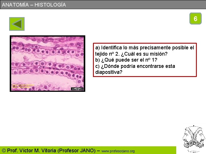 ANATOMÍA – HISTOLOGÍA 6 a) Identifica lo más precisamente posible el tejido nº 2.