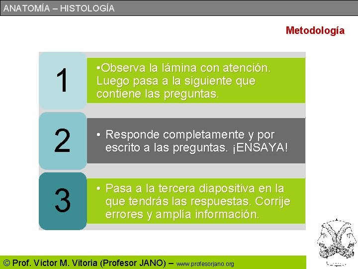 ANATOMÍA – HISTOLOGÍA Metodología 1 • Observa la lámina con atención. Luego pasa a