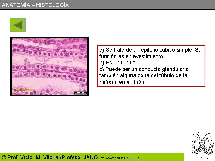 ANATOMÍA – HISTOLOGÍA a) Se trata de un epitelio cúbico simple. Su función es