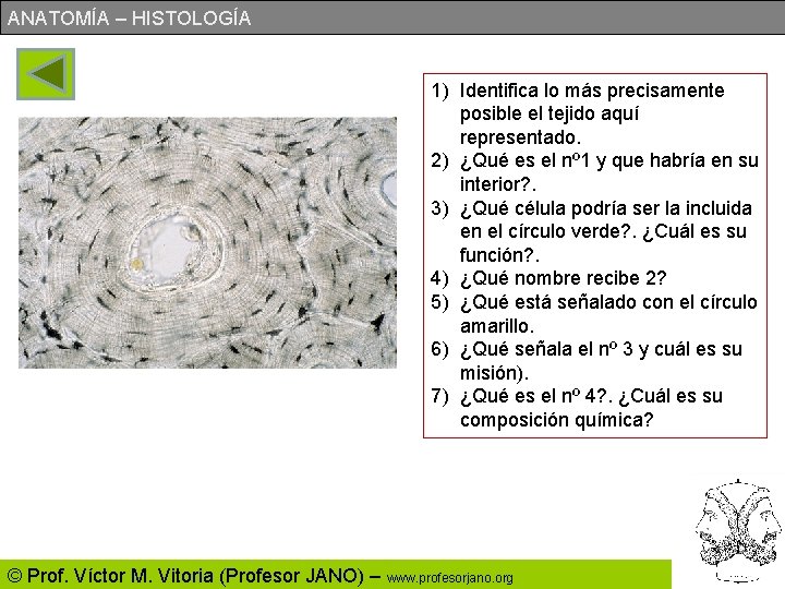 ANATOMÍA – HISTOLOGÍA 1) Identifica lo más precisamente posible el tejido aquí representado. 2)