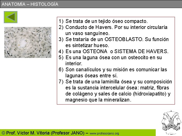 ANATOMÍA – HISTOLOGÍA 1) Se trata de un tejido óseo compacto. 2) Conducto de