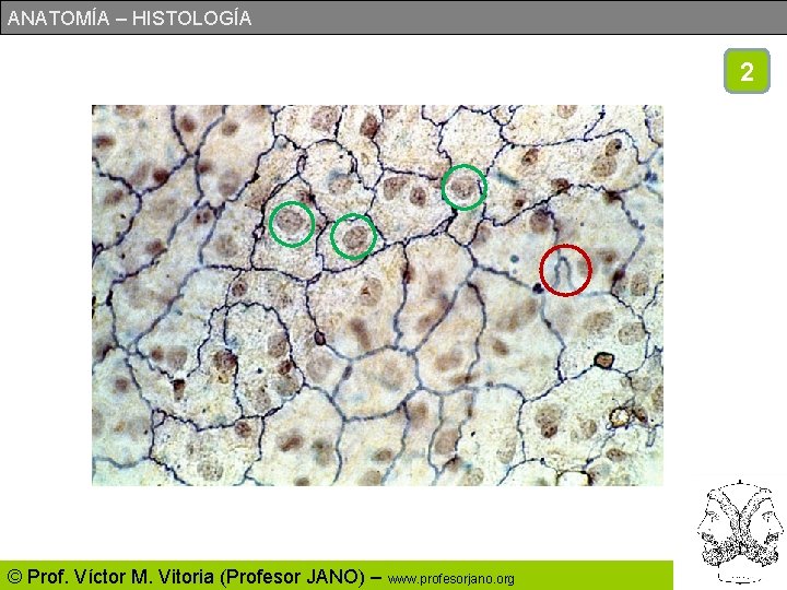 ANATOMÍA – HISTOLOGÍA 2 © Prof. Víctor M. Vitoria (Profesor JANO) – www. profesorjano.