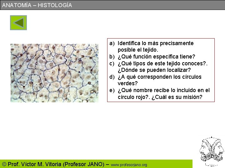 ANATOMÍA – HISTOLOGÍA a) Identifica lo más precisamente posible el tejido. b) ¿Qué función