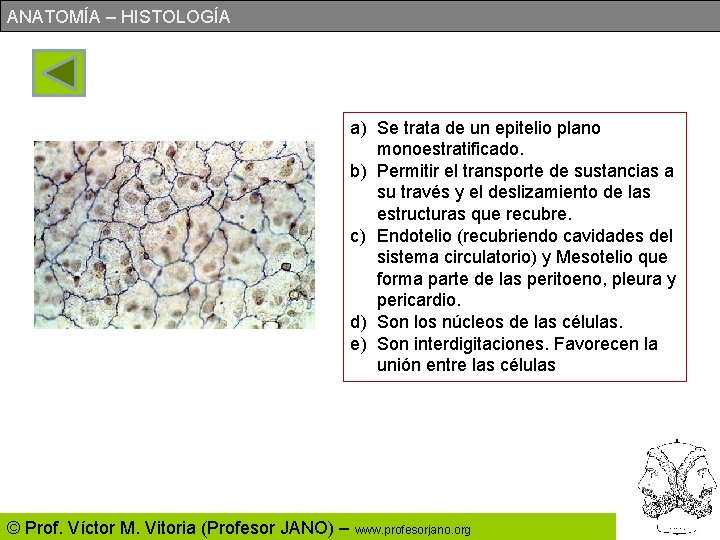 ANATOMÍA – HISTOLOGÍA a) Se trata de un epitelio plano monoestratificado. b) Permitir el