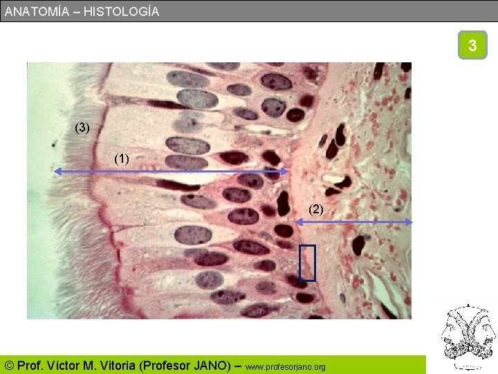 ANATOMÍA – HISTOLOGÍA 3 (3) (1) (2) © Prof. Víctor M. Vitoria (Profesor JANO)