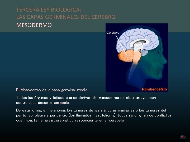 TERCERA LEY BIOLOGICA: LAS CAPAS GERMINALES DEL CEREBRO MESODERMO El Mesodermo es la capa