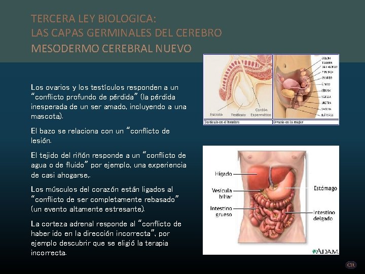 TERCERA LEY BIOLOGICA: LAS CAPAS GERMINALES DEL CEREBRO MESODERMO CEREBRAL NUEVO Los ovarios y