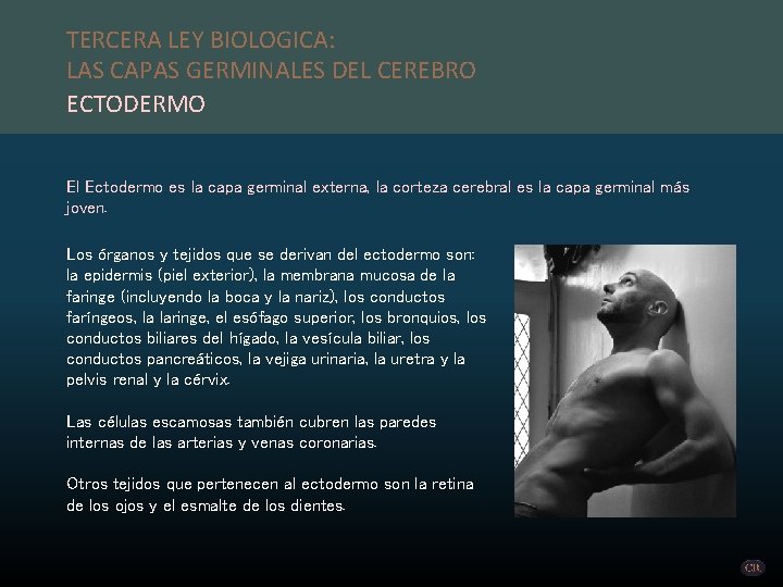 TERCERA LEY BIOLOGICA: LAS CAPAS GERMINALES DEL CEREBRO ECTODERMO El Ectodermo es la capa