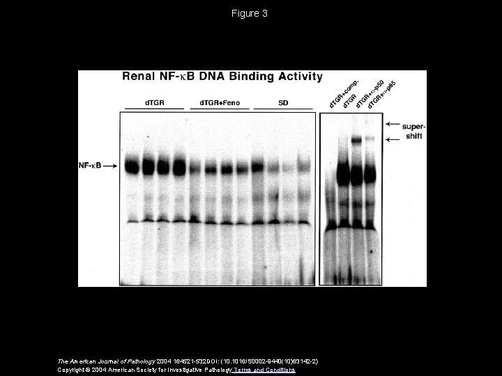 Figure 3 The American Journal of Pathology 2004 164521 -532 DOI: (10. 1016/S 0002