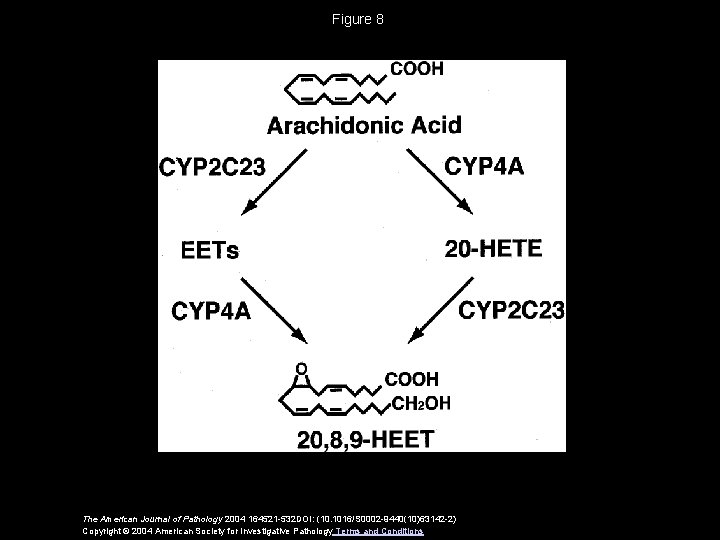 Figure 8 The American Journal of Pathology 2004 164521 -532 DOI: (10. 1016/S 0002