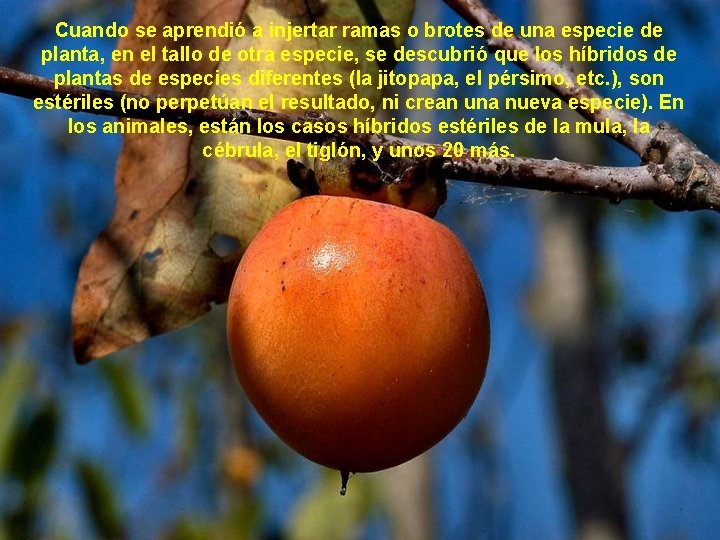 Cuando se aprendió a injertar ramas o brotes de una especie de planta, en