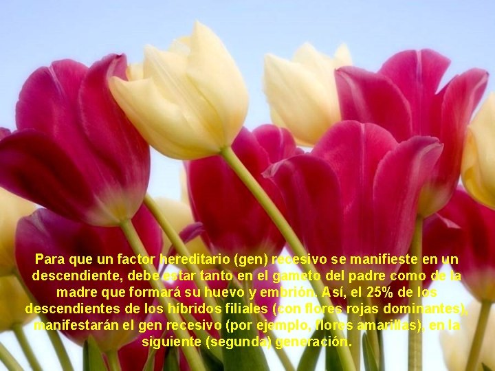 Para que un factor hereditario (gen) recesivo se manifieste en un descendiente, debe estar