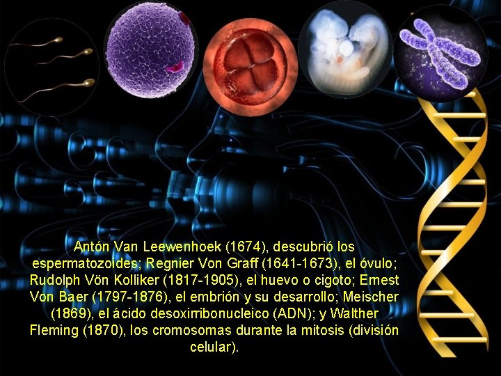 Antón Van Leewenhoek (1674), descubrió los espermatozoides; Regnier Von Graff (1641 -1673), el óvulo;